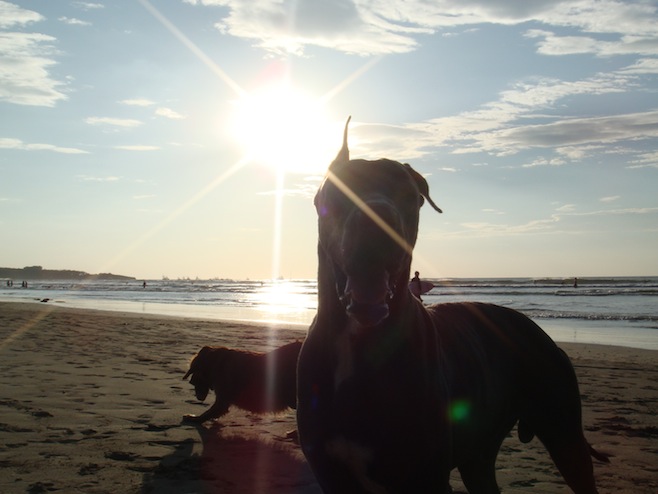 CR Playa Dogs2
